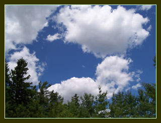 Sky and Trees at the Arboretum, Guelph, Ontario